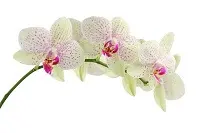 Blumen Bedeutung Orchideen