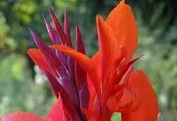 Blumen Bedeutung Heliconia