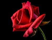 Rote Rose Bedeutung